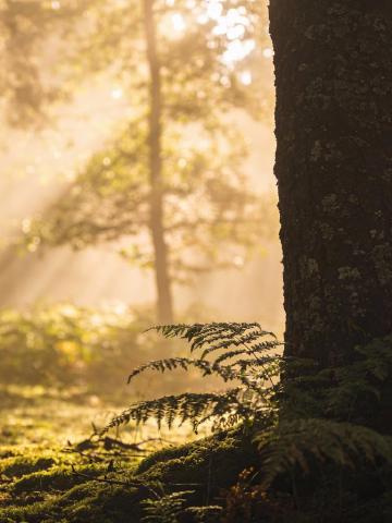 Spirit Animals Guide feature image